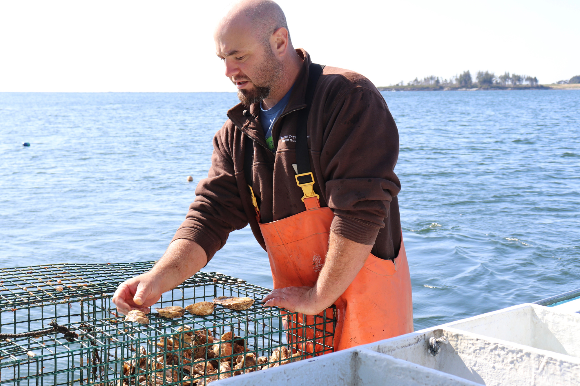 man on the shore assisting with oyster farming